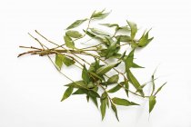 Tallos de cilantro vietnamita fresco - foto de stock