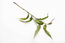 Fresh Vietnamese coriander stalk — Stock Photo