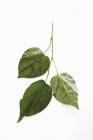 Cha plu foglie su sfondo bianco — Foto stock