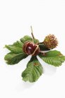 Horse chestnuts with leaves — Stock Photo
