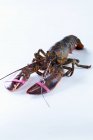 Live lobster with its claws tied — Stock Photo