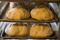 Pan en bandejas para hornear - foto de stock