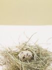 Uovo di quaglia nel nido — Foto stock
