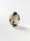 Raw quail egg — Stock Photo