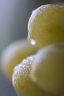 Grüne Trauben mit Wassertropfen — Stockfoto