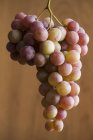 Ramo de uvas frescas - foto de stock