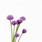 Primo piano vista di fiori di erba cipollina colorati su sfondo bianco — Foto stock