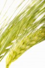 Closeup view of green barley ears on white background — Stock Photo
