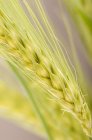Closeup view of green barley ears — Stock Photo