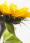 Vista close-up de girassol colorido com folhas — Fotografia de Stock