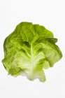 Лист зеленого салату — стокове фото