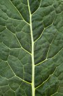 Зеленый лист капусты — стоковое фото