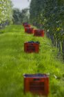 Vista diurna de las uvas recogidas de Nebbiolo en cajas en la hierba del viñedo - foto de stock