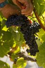 Primo piano vista di mani maschili raccolta grappolo d'uva dalla pianta — Foto stock