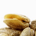 Closeup view of opened clam on top of clams heap — Stock Photo
