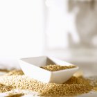 Piatto bianco su mucchio di semi di sesamo — Foto stock