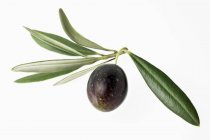 Oliva con foglie su fondo bianco — Foto stock