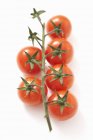 Tomates frescos en vid - foto de stock