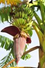 Банановый завод с цветами — стоковое фото