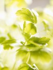 Зелений плоским листя петрушки — стокове фото