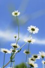 Vue rapprochée de jour des Marguerites blanches contre le ciel bleu — Photo de stock