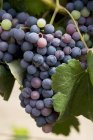 Виноград, растущий на растении — стоковое фото