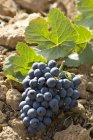 Грона винограду Touriga Francesa — стокове фото
