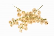 Grosellas blancas frescas - foto de stock