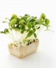 Borage green sprouts — Stock Photo