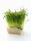 Germogli verdi di erba cipollina — Foto stock