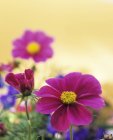 Vue rapprochée des fleurs du cosmos violet — Photo de stock