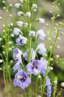Vue rapprochée de Delphiniums fleurs et bourgeons dans un jardin — Photo de stock
