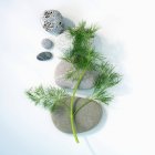 Fresh dill with pebbles — Stock Photo