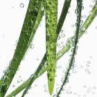Vista de primer plano de cañas verdes en agua con burbujas de aire - foto de stock