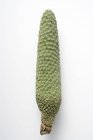 Artificial green fir cone — Stock Photo