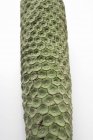 Artificial green fir cone — Stock Photo
