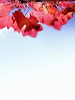 Rote Blätter der wilden Rebe im Sonnenlicht — Stockfoto
