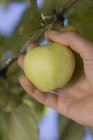 Humain cueillette à la main pomme — Photo de stock