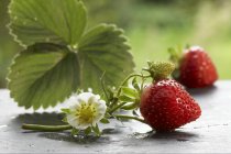 Fresh strawberries with flower and leaves — Stock Photo