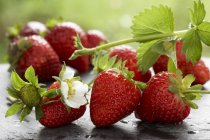 Fresh strawberries with flower and leaves — Stock Photo