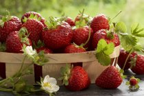 Punnet de fraises fraîchement cueillies — Photo de stock