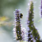 Vista de cerca de abejorros coleccionando polen de una flor - foto de stock