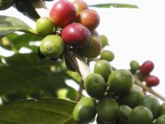 Кофейные вишни на кустах — стоковое фото
