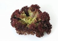 Lollo Rosso lettuce — Stock Photo