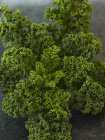 Fresh organic Kale — Stock Photo
