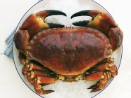 Gros plan vue du dessus du crabe sur la glace écrasée et la plaque ronde — Photo de stock