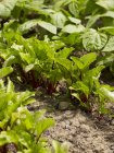 Буряк, що росте в овочевій клумбі на відкритому повітрі — стокове фото