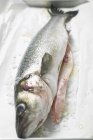 Fresh sea bass with salt — Stock Photo