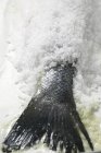 Сырой морской окунь в соленом покрытии — стоковое фото