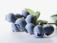 Bunch of fresh blueberries — Stock Photo